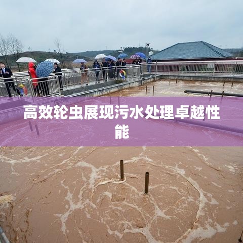 高效輪蟲展現污水處理卓越性能