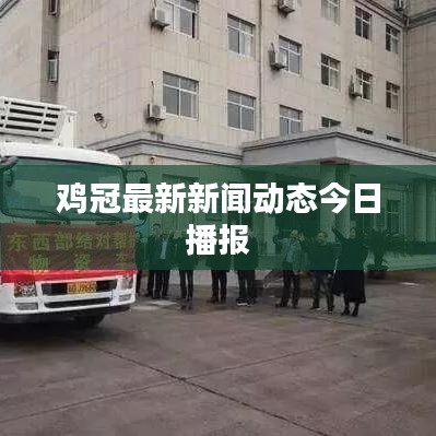 雞冠最新新聞動態今日播報