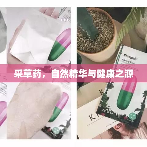 采草藥,自然精華與健康之源