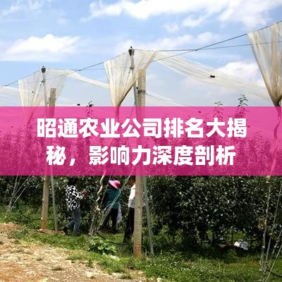 昭通農(nóng)業(yè)公司排名大揭秘,影響力深度剖析