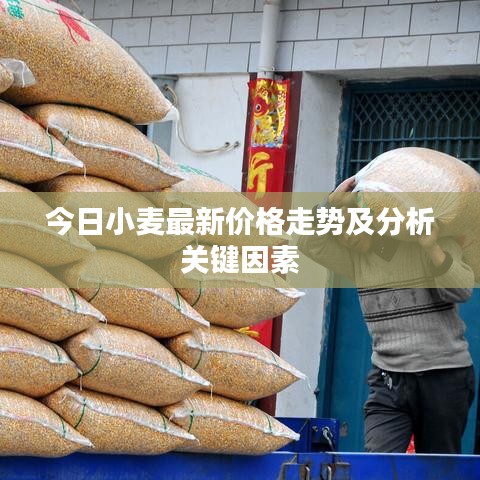 今日小麥最新價(jià)格走勢(shì)及分析關(guān)鍵因素