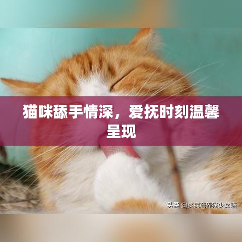 貓咪舔手情深,愛撫時刻溫馨呈現(xiàn)