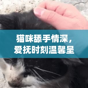 貓咪舔手情深,愛撫時刻溫馨呈現