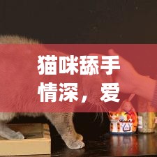 貓咪舔手情深,愛撫時刻溫馨呈現