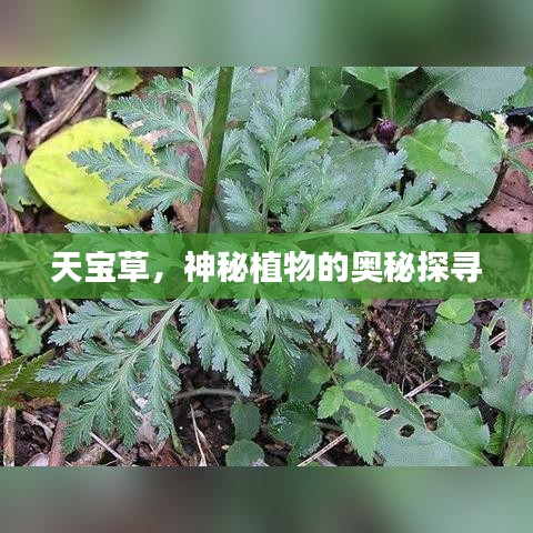 天寶草,神秘植物的奧秘探尋