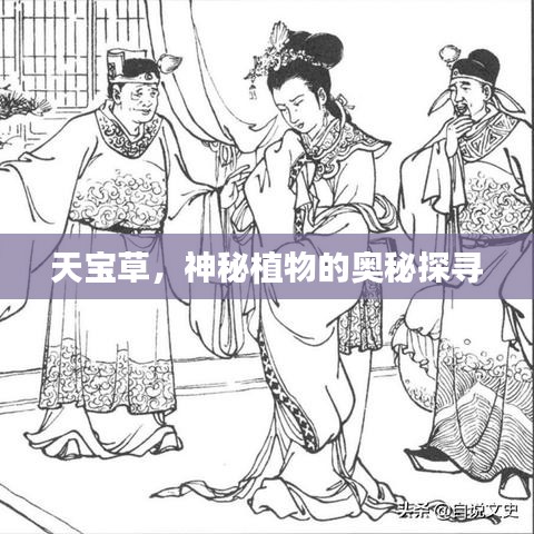 天寶草,神秘植物的奧秘探尋