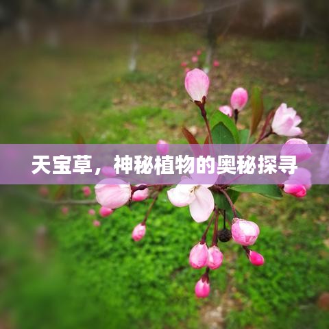 天寶草,神秘植物的奧秘探尋