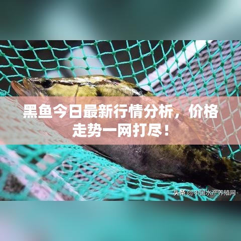 黑魚今日最新行情分析,價格走勢一網打盡!