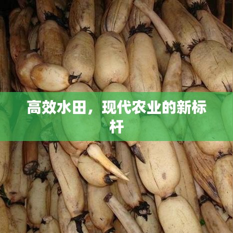 高效水田，現代農業的新標桿