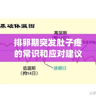 排卵期突發(fā)肚子疼的常識(shí)和應(yīng)對(duì)建議,你需要知道的事