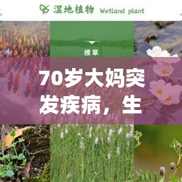 70歲大媽突發(fā)疾病,生命的脆弱與社會關(guān)愛守護