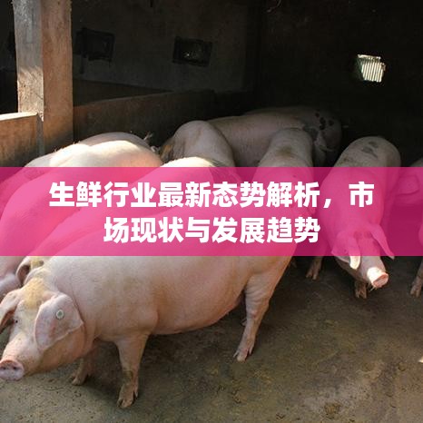 生鮮行業最新態勢解析，市場現狀與發展趨勢