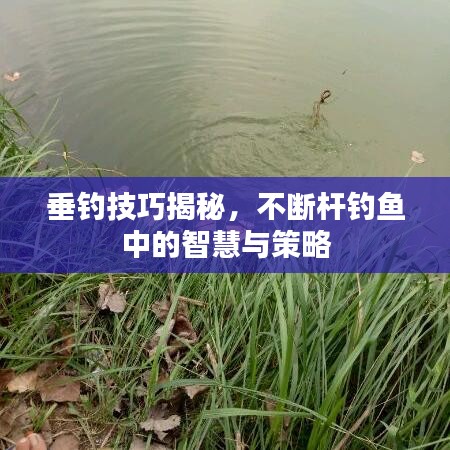 垂釣技巧揭秘,不斷桿釣魚中的智慧與策略