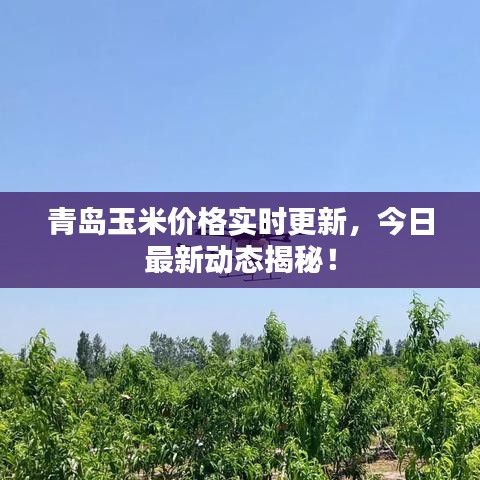 青島玉米價格實時更新，今日最新動態揭秘！